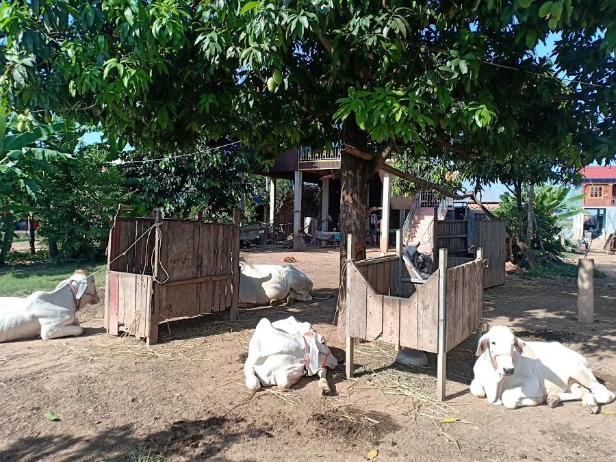 Phnom Penh Countryside Cycling Tour: Authentic Mekong River Bike Adventure